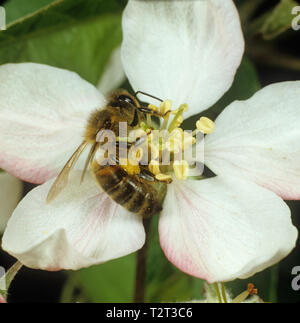 Lavoratore miele delle api (Apis mellifera) raccogliere il polline in sacche di polline o corbiculae da Apple Blossom Foto Stock