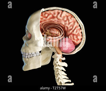 Cranio umano sagittale metà sezione con il cervello. Vista laterale su sfondo nero. Foto Stock