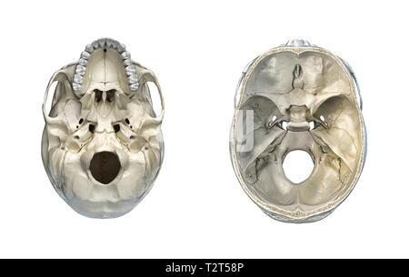 Cranio umano sezione trasversale e una vista dal basso. Su sfondo bianco. Immagine di anatomia. Foto Stock