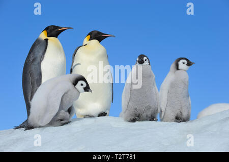 Pinguini imperatore, Aptenodytes forsteri, coppia di pulcini, Snow Hill Island, Penisola Antartica, Antartide Foto Stock