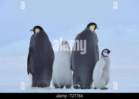 Pinguini imperatore, Aptenodytes forsteri, coppia di pulcini, Snow Hill Island, Penisola Antartica, Antartide Foto Stock