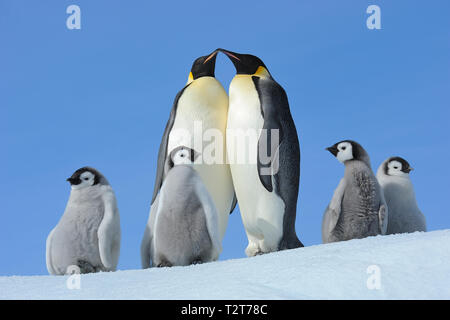 Pinguini imperatore, Aptenodytes forsteri, coppia di pulcini, Snow Hill Island, Penisola Antartica, Antartide Foto Stock