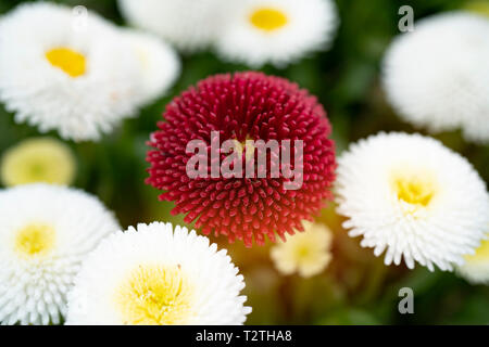 Close-up di crisantemo, Margherita su sfondo verde. Petali di Rose crisantemo. Molla rossa fiore nel giardino. Foto Stock