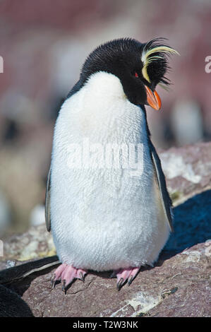 Sud del pinguino saltaroccia o pinguino saltaroccia (Eudyptes chrysocome), Adulto, Punta Delgada, Patagonia, Argentina Foto Stock