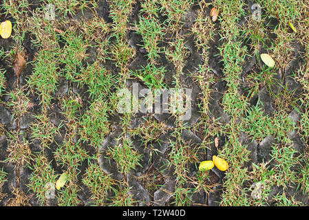 Il blocco di pietra percorso a piedi in una forma a reticolo con erba verde in esso. Foto Stock