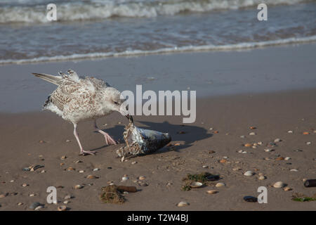 Un giovane seagull lottando con una testa di pesce e mangiarlo sulla spiaggia Foto Stock