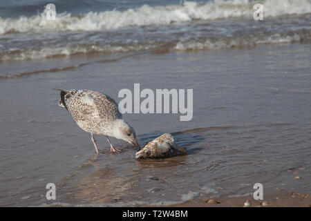 Un giovane seagull lottando con una testa di pesce e mangiarlo sulla spiaggia Foto Stock