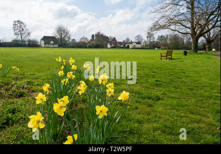 Vista del villaggio di Clavering in Essex con narcisi Foto Stock