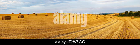 Panorama delle balle di fieno disposte in campo dopo che le colture sono state raccolte Cambridgeshire / Essex confine UK Foto Stock