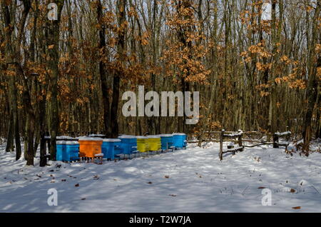 Vista nevoso verso apiario con bee hive nel campo invernale a bosco di latifoglie, Zavet town, Bulgaria Foto Stock