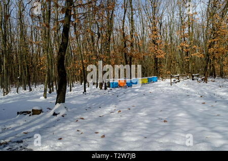 Vista nevoso verso apiario con bee hive nel campo invernale a bosco di latifoglie, Zavet town, Bulgaria Foto Stock