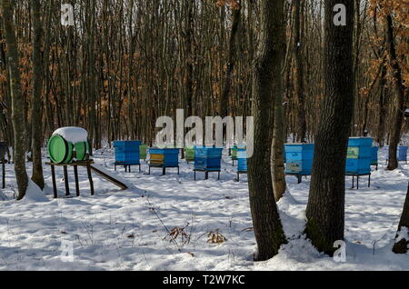 Vista nevoso verso apiario con bee hive nel campo invernale a bosco di latifoglie, Zavet town, Bulgaria Foto Stock