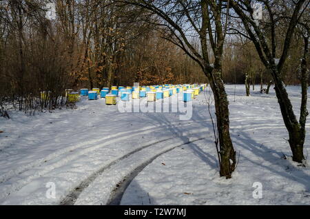 Vista nevoso verso apiario con bee hive nel campo invernale a bosco di latifoglie, Zavet town, Bulgaria Foto Stock