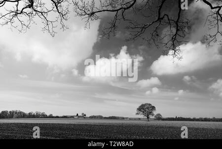 Moody rurale scena con campo arato e quercia in orizzonte all'alba a Beverley, nello Yorkshire, Regno Unito. Foto Stock