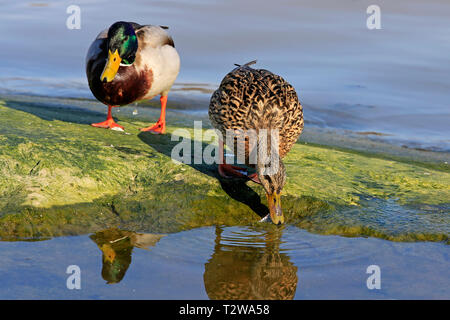 Maschio e femmina di Germano Reale, Anas platyrhynchos alimentazione da riva. Focus sulla femmina bird. Foto Stock