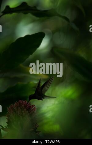 Bianco-sfiatato plumeleteer passando accanto al fiore rosso,la foresta pluviale tropicale, Colombia, bird succhiare il nettare dal fiore in giardino,bellissima hummingbird w Foto Stock