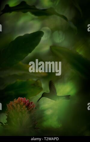 Bianco-sfiatato plumeleteer passando accanto al fiore rosso,la foresta pluviale tropicale, Colombia, bird succhiare il nettare dal fiore in giardino,bellissima hummingbird w Foto Stock