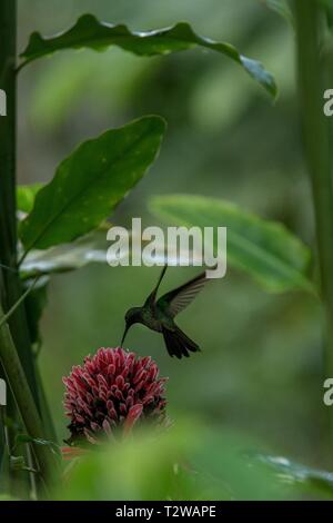 Bianco-sfiatato plumeleteer passando accanto al fiore rosso,la foresta pluviale tropicale, Colombia, bird succhiare il nettare dal fiore in giardino,bellissima hummingbird w Foto Stock