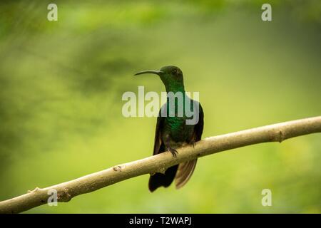 Bianco-sfiatato plumeleteer seduta sul ramo, hummingbird dalla foresta pluviale tropicale,Ecuador,bird si appollaia,tiny bellissimo uccello poggiante su albero in giardino, Foto Stock