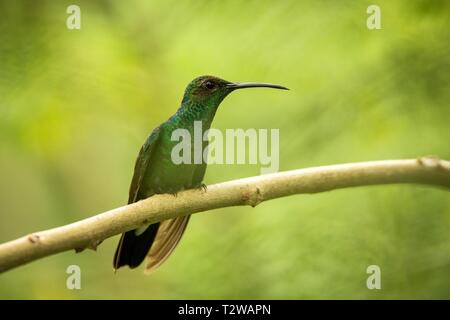 Bianco-sfiatato plumeleteer seduta sul ramo, hummingbird dalla foresta pluviale tropicale,Ecuador,bird si appollaia,tiny bellissimo uccello poggiante su albero in giardino, Foto Stock