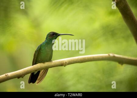 Bianco-sfiatato plumeleteer seduta sul ramo, hummingbird dalla foresta pluviale tropicale,Ecuador,bird si appollaia,tiny bellissimo uccello poggiante su albero in giardino, Foto Stock