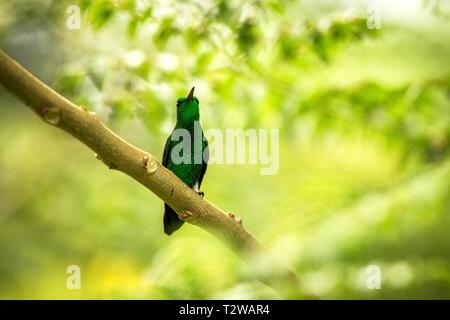 Bianco-sfiatato plumeleteer seduta sul ramo, hummingbird dalla foresta pluviale tropicale,Ecuador,bird si appollaia,tiny bellissimo uccello poggiante su albero in giardino, Foto Stock