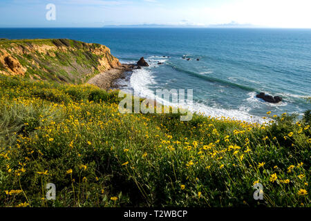 Bellissima vista di fiori gialli che coprono ripida Pelican Cove cliffs durante la California Super Bloom di 2019 con splendide cloudscape in una giornata di sole, Foto Stock