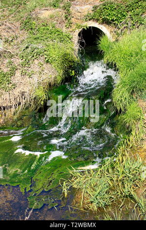 La formazione di alghe nel corso di un impianto per il trattamento delle acque reflue Foto Stock