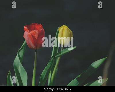 I tulipani in giardino Foto Stock