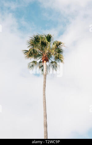 Palm tree al Treasure Island Park, in Laguna Beach, Orange County, California Foto Stock