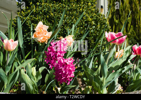 Fiori colorati nei giardini di Bear Creek Park, Surrey, British Columbia, Canada Foto Stock