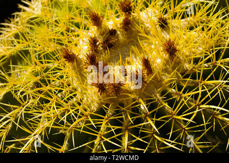 Cactus di barilotto Foto Stock