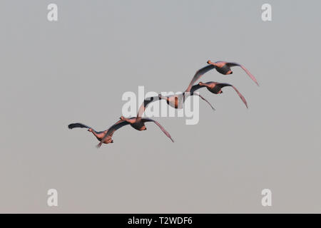 Flying whooper swan, Cygnus cygnus, in inverno, inferiore Oder Valley National Park, Brandeburgo, Germania Foto Stock