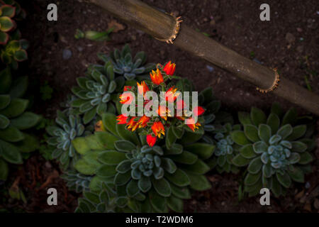 Piante succulente fioritura Foto Stock