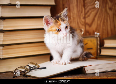 Il gatto sullo scaffale. Il libro stabilisce gli occhiali. Un giocoso cat sullo sfondo di libri Foto Stock