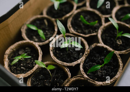 Sfondo di giardinaggio. Fresca giovani piantine che crescono in pentola. Closeup piantine invasate nel vassoio di torba Nuova vita. Il giovane pianta cresce dal terreno. Foto Stock