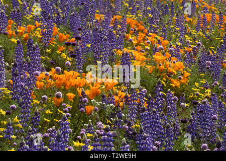 California poppies Eschscholtzia californica 'Super bloom' nelle colline della California del sud Foto Stock