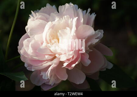 Peonia la signora Roosevelt. Doppia Peonia Rosa fiore. Paeonia lactiflora (Cinese peonia o giardino comune peonia). Foto Stock