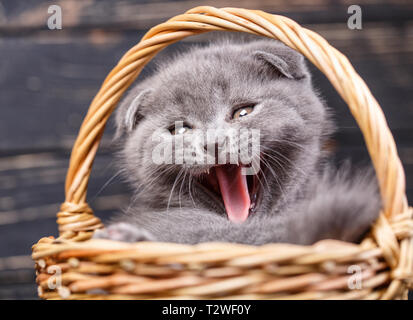 Scottish Fold gattini. Kitty nel cestello sbadigli. Kitten a parlare. Cucciolo di razza pura al photo studio. Giocoso fluffy gattino. Su di un legno nero backg Foto Stock