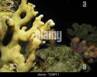 Soft Coral grancevola (Achaeus spinosus). Prendendo in Mar Rosso, Egitto. Foto Stock