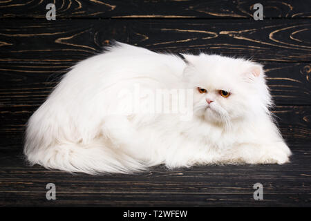 Una pelliccia gattino stabilisce e guarda a sinistra. Il gattino è seduto ruotando indietro la sua testa. Gatto Bianco su nero lo sfondo di legno. Poster per alberghi fo Foto Stock