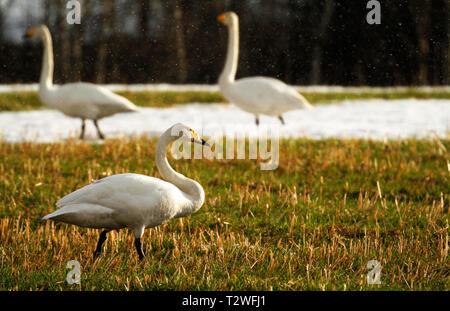 Whooper cigni, Cygnus cygnus, pascoli e in appoggio sul campo dopo la migrazione a molla in Finlandia. Foto Stock