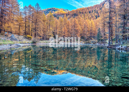 L'Italia, Valle d'Aosta, la Valle di Rhemes, Pellaud lago alpino europeo foresta di larici in autunno (Larix decidua) Foto Stock