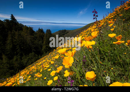 Una collina di papaveri in fiore sulla costa della California che si affacciano sull'oceano Foto Stock