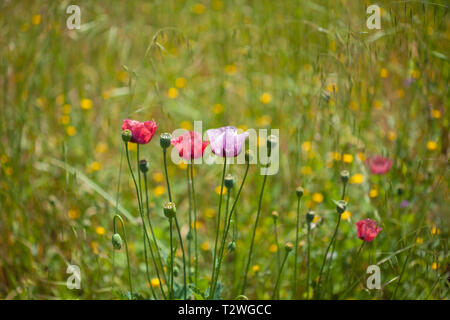 La flora di Gran Canaria - Rosa Papaveri natual sfondo floreale Foto Stock