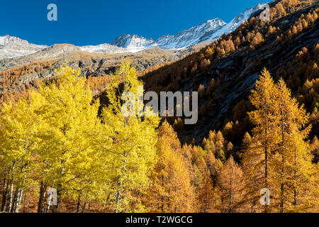 L'Italia, la Valsavarenche Parco Nazionale del Gran Paradiso, Massif du Grand Paradis, comune aspen (Populus tremula) ed europeo della foresta di larici in autunno Foto Stock