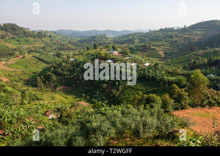 Banana e piantagioni di tè in paese collinare a nord del Lago Bunyonyi e nel sud ovest dell Uganda, Africa orientale Foto Stock