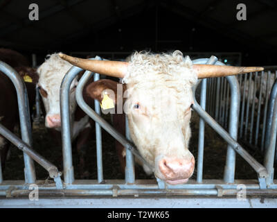 Testa bianca hereford tori in stabile aperta vicino a amersfoort nei Paesi Bassi Foto Stock