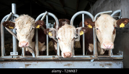 Testa bianca hereford tori in stabile aperta vicino a amersfoort nei Paesi Bassi Foto Stock