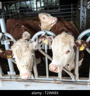 Testa bianca hereford tori in stabile aperta vicino a amersfoort nei Paesi Bassi Foto Stock